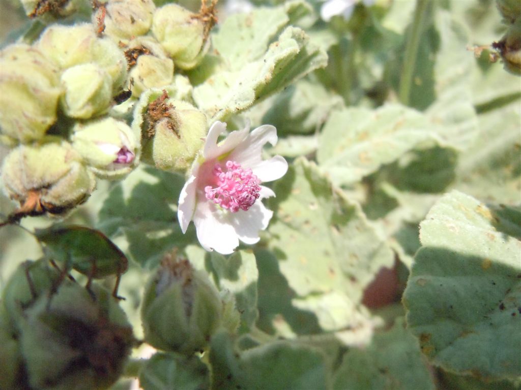 Althaea officinalis / Altea comune